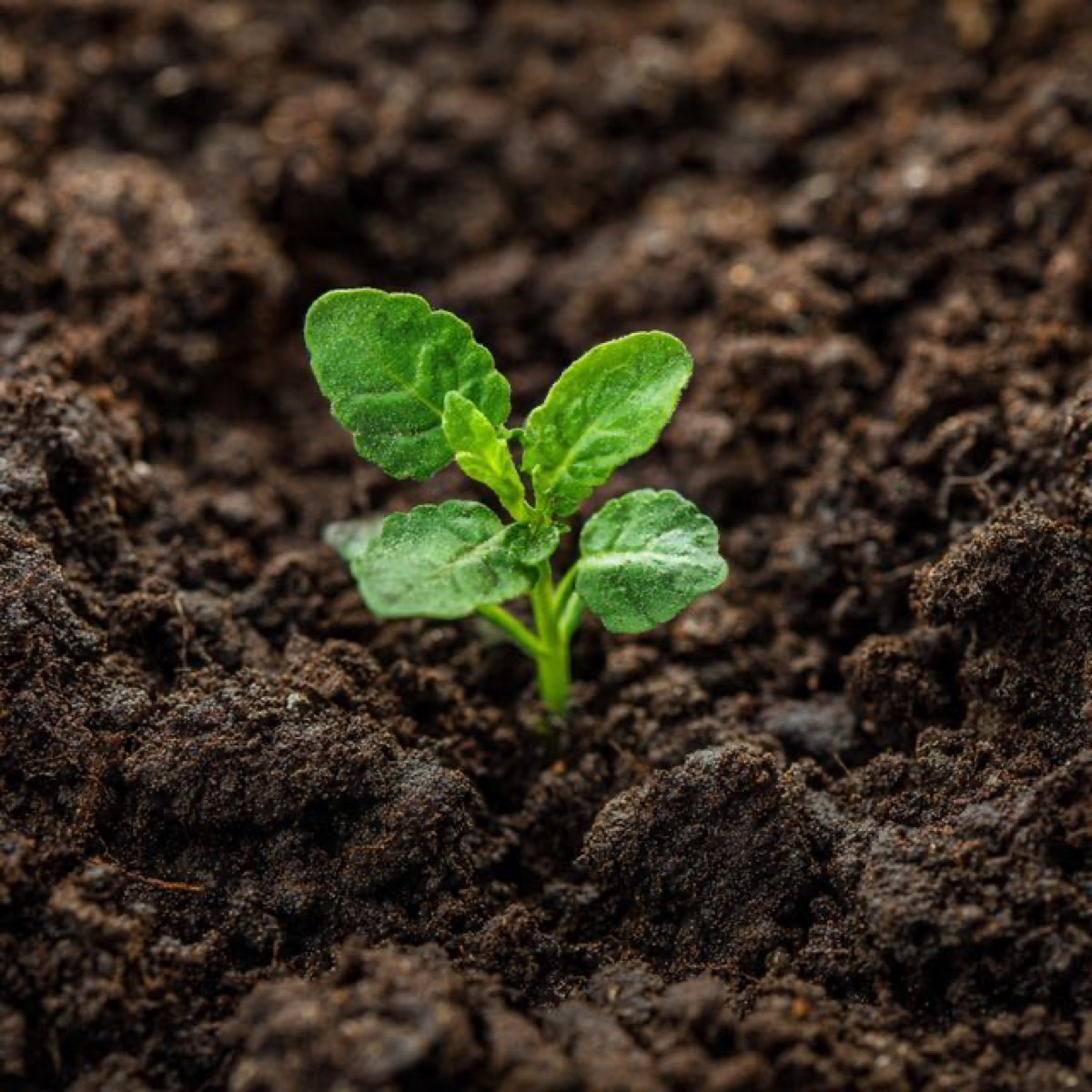 A small green seedling sprouting from dark soil